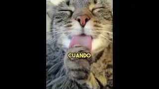 ¿Por qué los gatos tienen la lengua áspera?