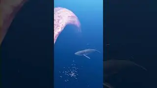 Whales attacked by strange creatures | Zeenchu 
