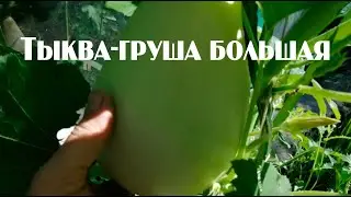 Тыква-груша большая!