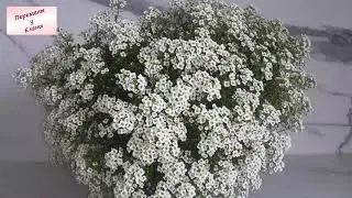 Волшебная лобулярия или алиссум вегетативный