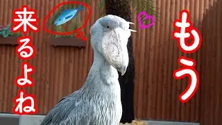 大好きな飼育員さんとごはんを待つ→来てくれて大喜びのハシビロコウふたばちゃん!【夏のふたば2024-39】Futaba,the Shoebill   Summer 2024-39