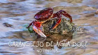 Freshwater Crab in the Pantanal - By Leonardo Merçon