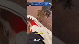 Этот парень спас маленького крокодила😳