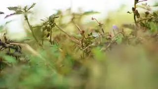Mimosa plant   Sensitivity