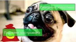Смешные животные.Смешная подборка за АПРЕЛЬ 2016