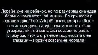 Этот котёнок не может моргать!|А вы можете не моргать 2 минуты?
