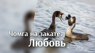 Чомга на закате. Любовь...