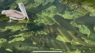 Sharks & Pelicans