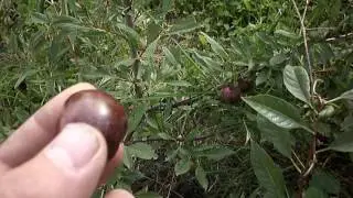 Сливовый Вишнёвый Гибрид. Кузбасс.Сибирь.