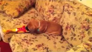 Bella vs Plastic Chicken