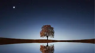 Zen Lally - MoonLight