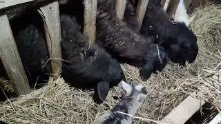 кормушка для овец