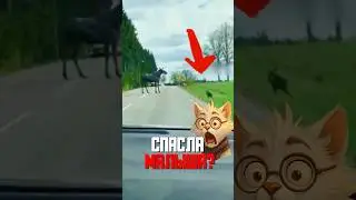 THE BABY MOOSE WAS AFRAID TO CROSS THE ROAD, AND HIS MOM DID IT...😱