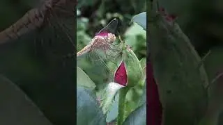 Танго! Розы! Юмор! Для хорошего настроения!