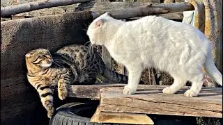 Deaf cat alice and son. Cute cat