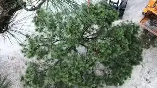 Tree mek assisted pine removal