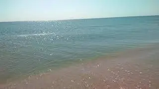 Дельфин