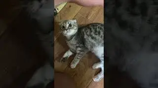 cat loves to play, mega funny video