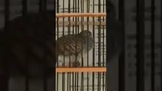 ganti kos langsung cor