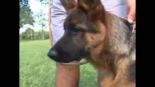 Características cão pastor alemão