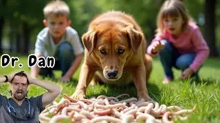 Can you get worms from your Dog?!  3 Steps to help stop the worm spread.