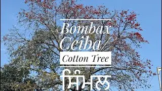 Bombax Ceiba/ਸਿੰਮਲ/Malabar Silk Cotton/Red Silk Cotton Tree on Blossom March 2024