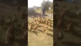 Tavuk başkanı TANER BEYRET