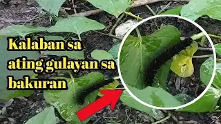Gulayan sa bakuran||Buhay probinsya