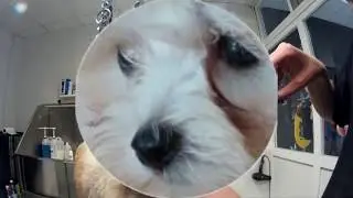 CÓMO LIMPIAR LOS LAGRIMALES A TU PERRO, SHIH TZU, MALTÉS, YORKIE
