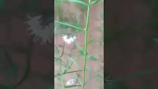 Аспарагус цветёт