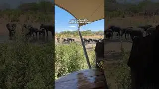 LOO WITH A VIEW!? #safari