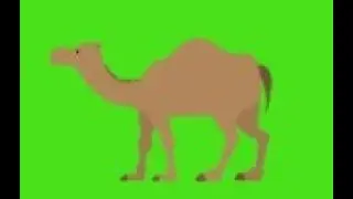 Greeen screen video of CAMEL to make an animation channel