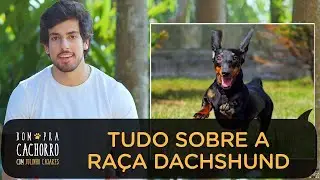 DACHSHUND SALSICHINHA - TUDO SOBRE RAÇAS DE CACHORRO | JULINHO CASARES