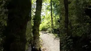 Mindful Minute: Golden Path Activation | 528 Hz Miracle Tone
