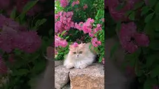 Silala lagi asyik bermain di taman bunga cantiknya#shorts #kucing #kucinglucu