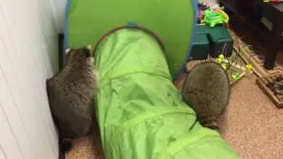 Енотики играют