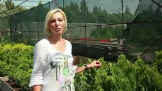 Туя Смарагд Витбонт