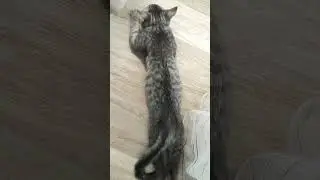 шерстяной растёкся 😁 #юмор