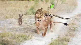 O LEÃO NÃO SABIA QUE O LEOPARDO IRIA FAZER ISSO