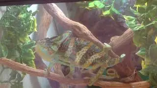 26.06.2018 мой любимый хамелеон Dosik