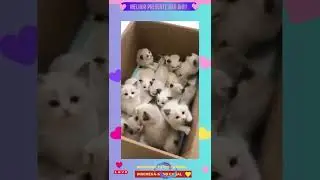 Não ah presente melhor!!!#shorts (cute cats)