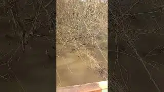 Орск , Елшанка  ост.