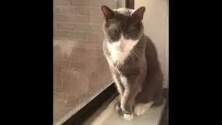 Scotty Farrelly Super Cat!!