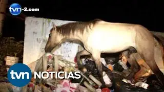 Se chocan con un toro en el Corredor Sur | TVN Noticias