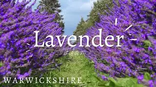 Lavender farm, Warwickshire County, UK | Beautiful purple flowers and calming scent| United Kingdom