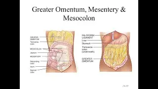 Anatomy and roles of mesentery, mesocolon, Lesser and Greater Omentum