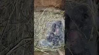 Только что родила... Кроликовод почувствовал, что нужна помощь 
