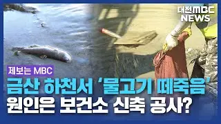 물고기 떼죽음..."원인은 새 보건소?"/대전MBC