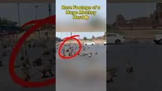 🤯 Rage Footage of Monkeys going Berserk 