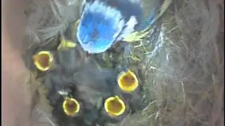 Feeding Baby Blue Tits